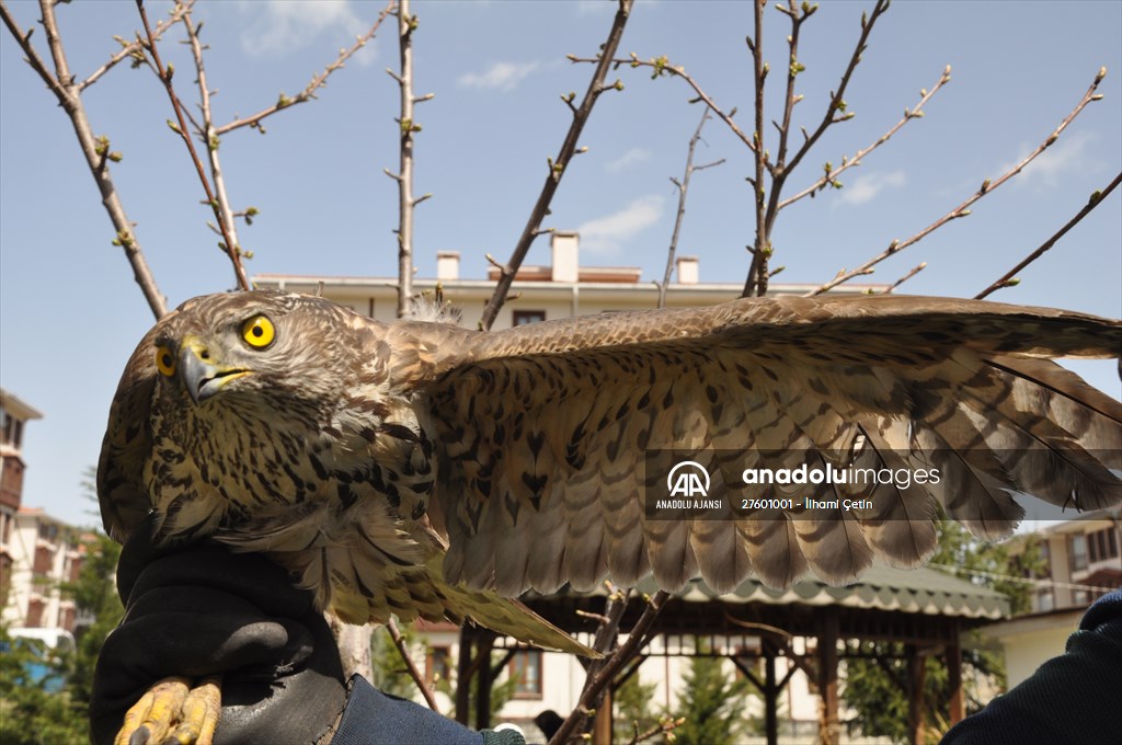 Bolu'da güvercin avlarken duvara çarpan atmaca yaralandı