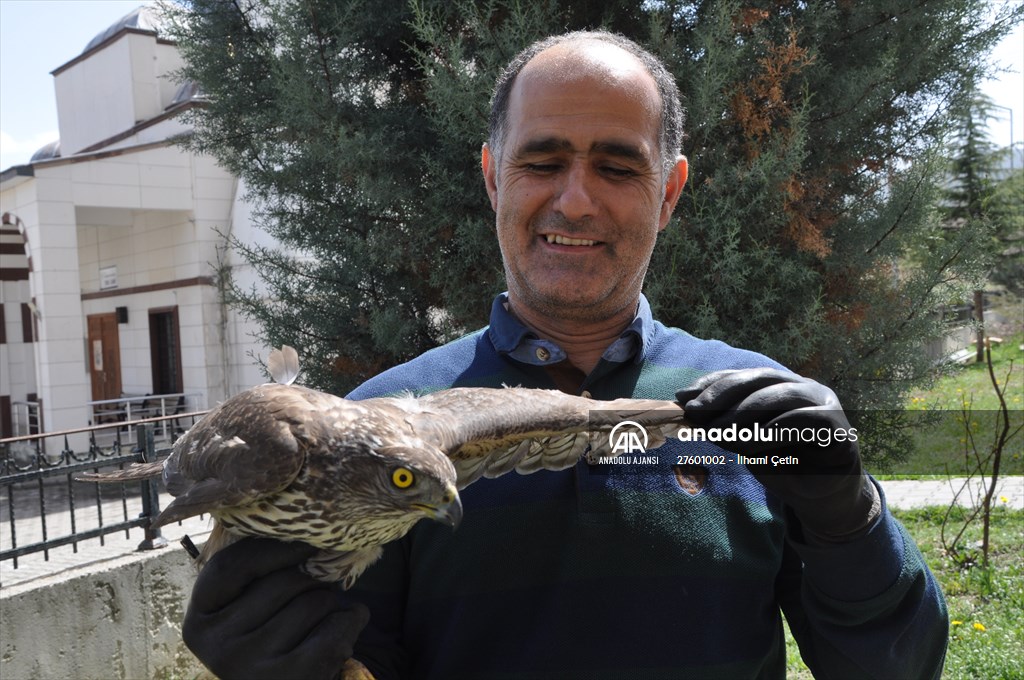 Bolu'da güvercin avlarken duvara çarpan atmaca yaralandı