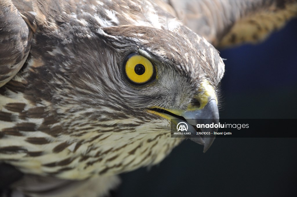 Bolu'da güvercin avlarken duvara çarpan atmaca yaralandı