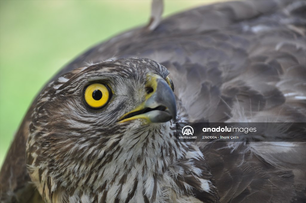 Bolu'da güvercin avlarken duvara çarpan atmaca yaralandı