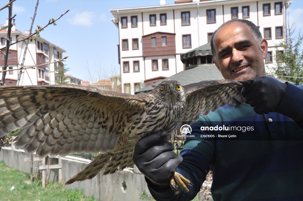 Bolu'da güvercin avlarken duvara çarpan atmaca yaralandı