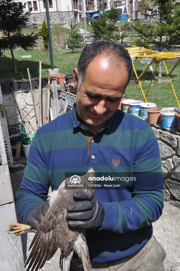 Bolu'da güvercin avlarken duvara çarpan atmaca yaralandı