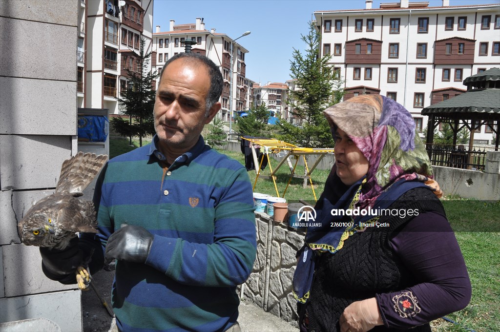 Bolu'da güvercin avlarken duvara çarpan atmaca yaralandı