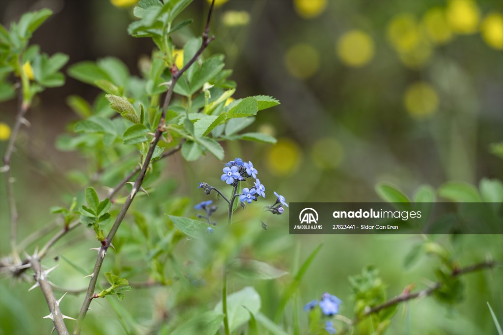 Tunceli'nin yaylalarında ilkbahar ve kış manzaraları bir arada