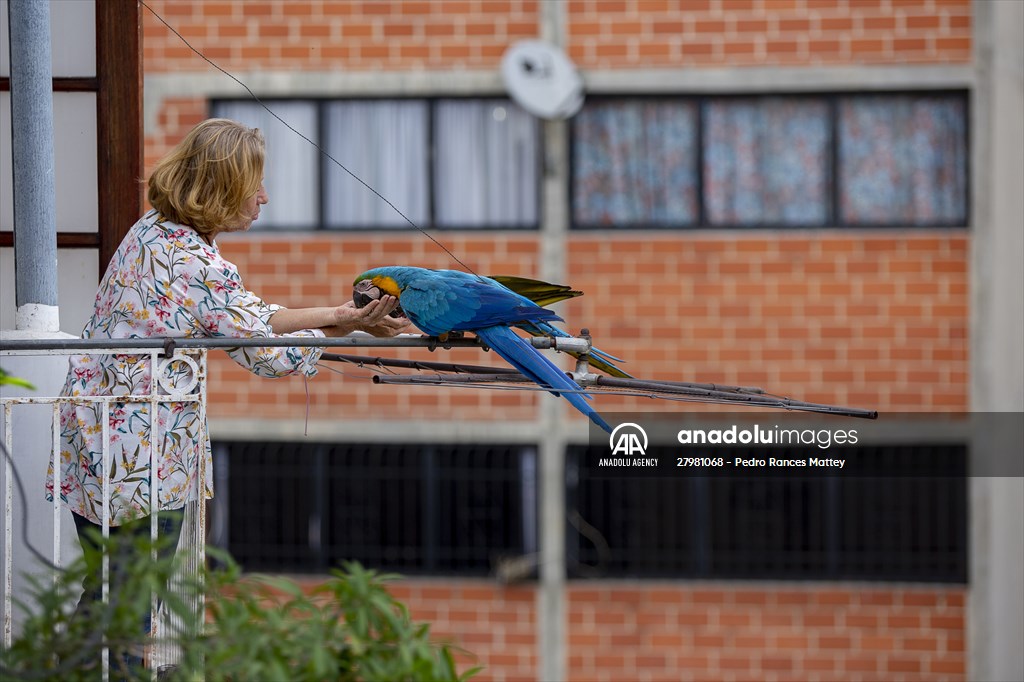 Blue-and-yellow macaws in Venezuela