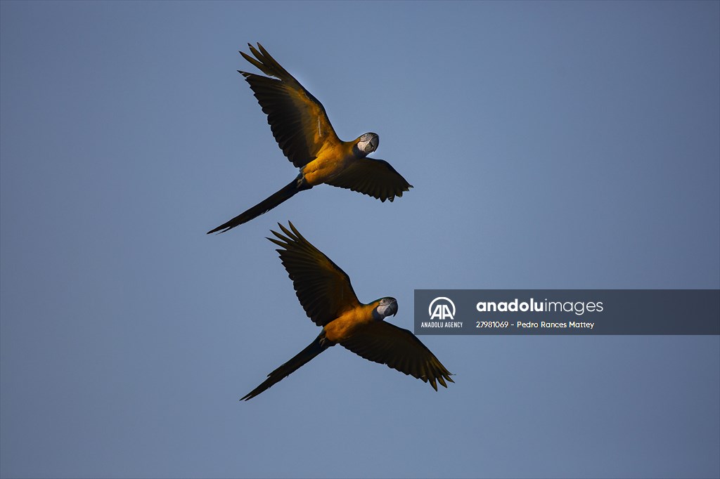 Blue-and-yellow macaws in Venezuela