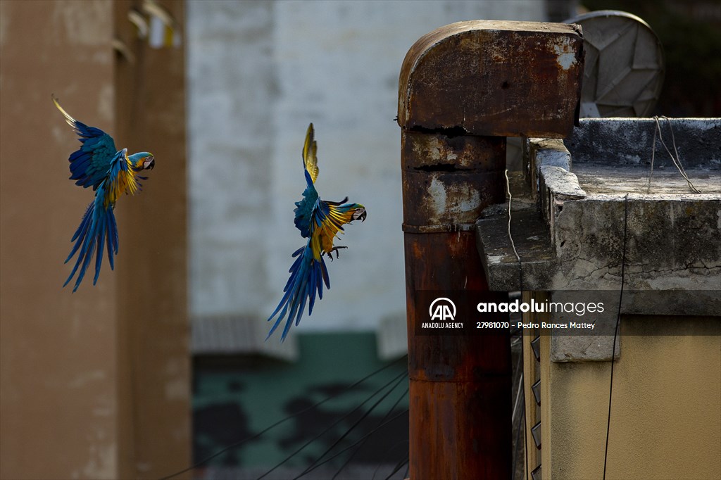 Blue-and-yellow macaws in Venezuela