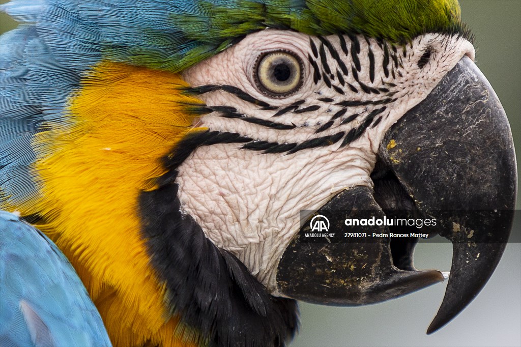 Blue-and-yellow macaws in Venezuela