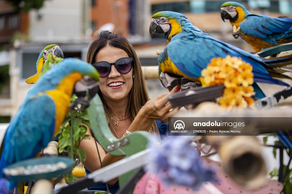 Blue-and-yellow macaws in Venezuela