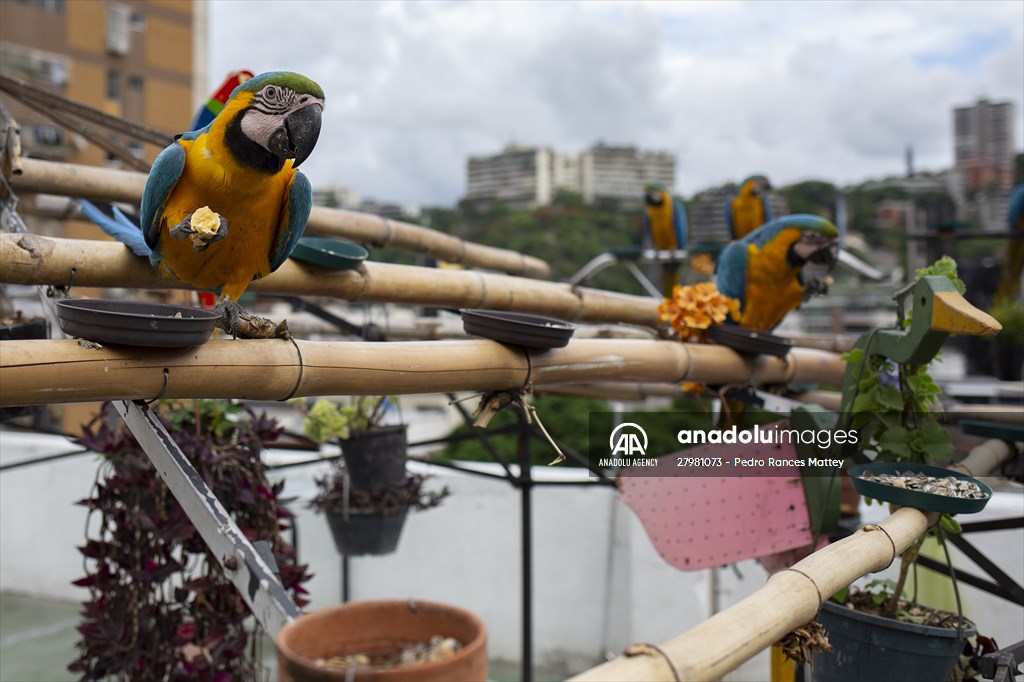 Blue-and-yellow macaws in Venezuela