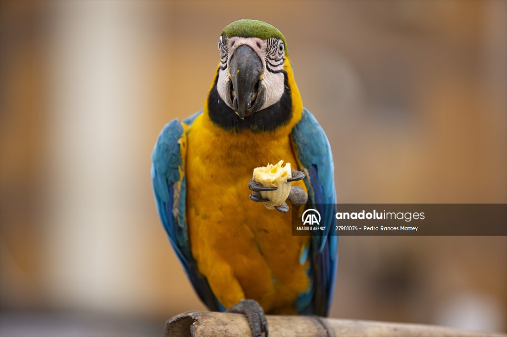 Blue-and-yellow macaws in Venezuela