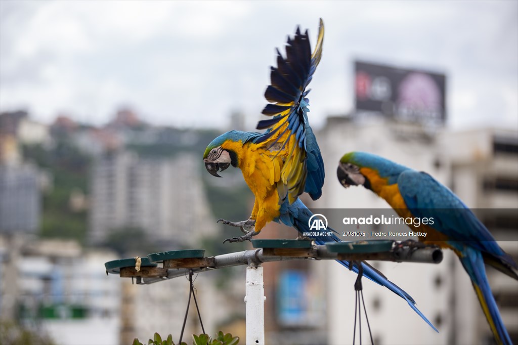 Blue-and-yellow macaws in Venezuela