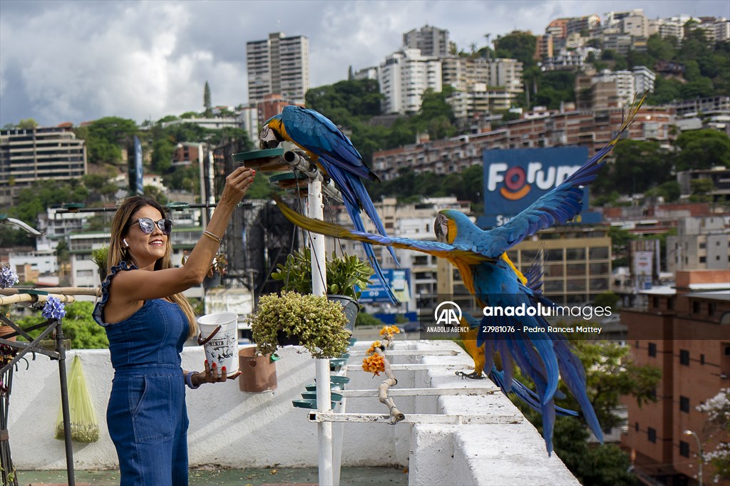 Blue-and-yellow macaws in Venezuela