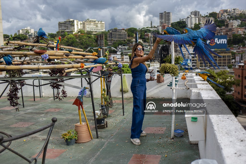 Blue-and-yellow macaws in Venezuela