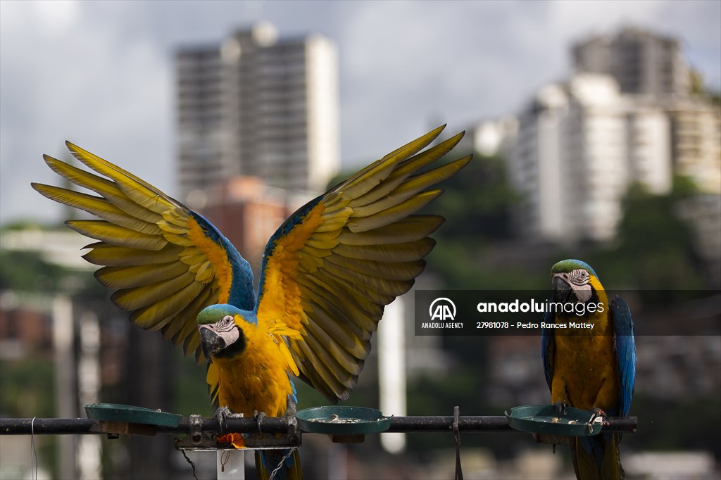 Blue-and-yellow macaws in Venezuela