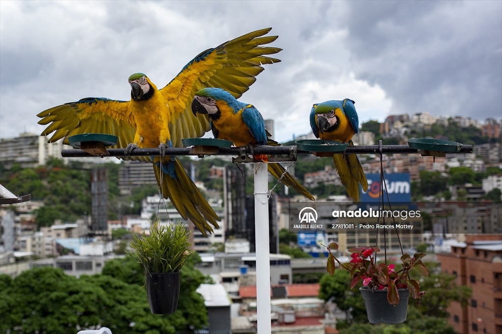 Blue-and-yellow macaws in Venezuela