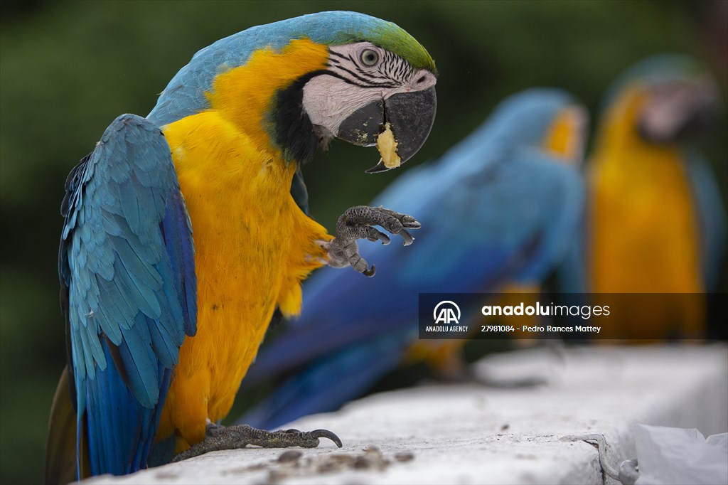 Blue-and-yellow macaws in Venezuela