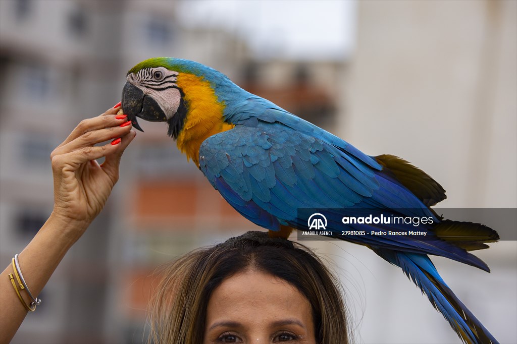 Blue-and-yellow macaws in Venezuela