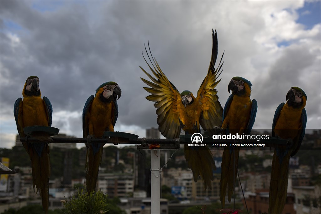 Blue-and-yellow macaws in Venezuela