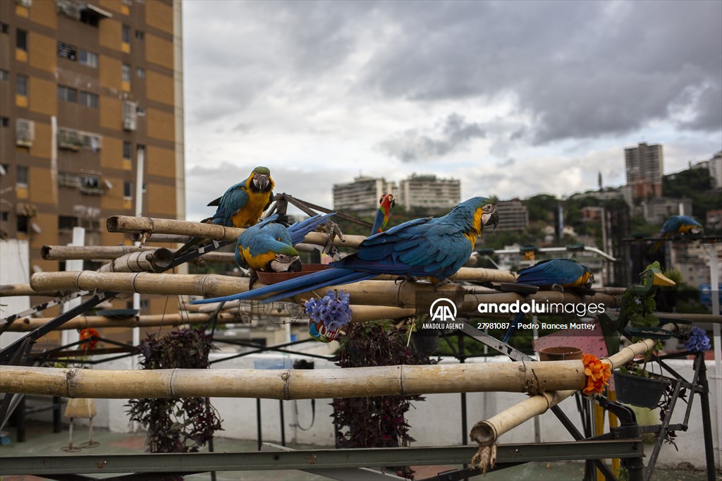 Blue-and-yellow macaws in Venezuela