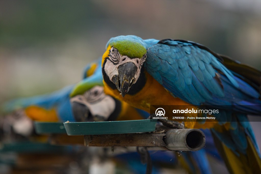 Blue-and-yellow macaws in Venezuela