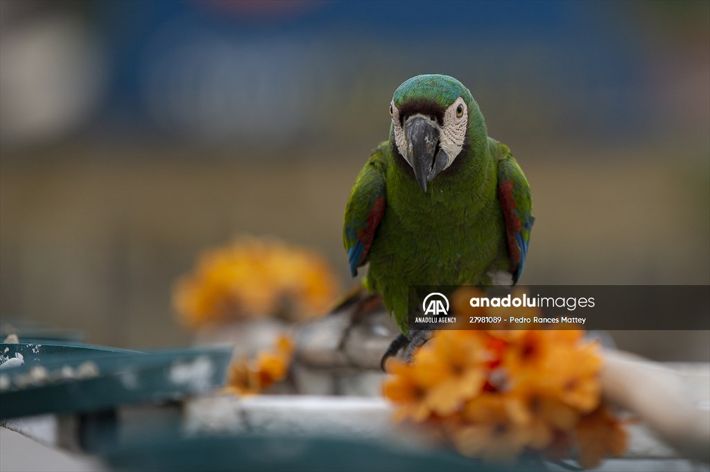 Blue-and-yellow macaws in Venezuela