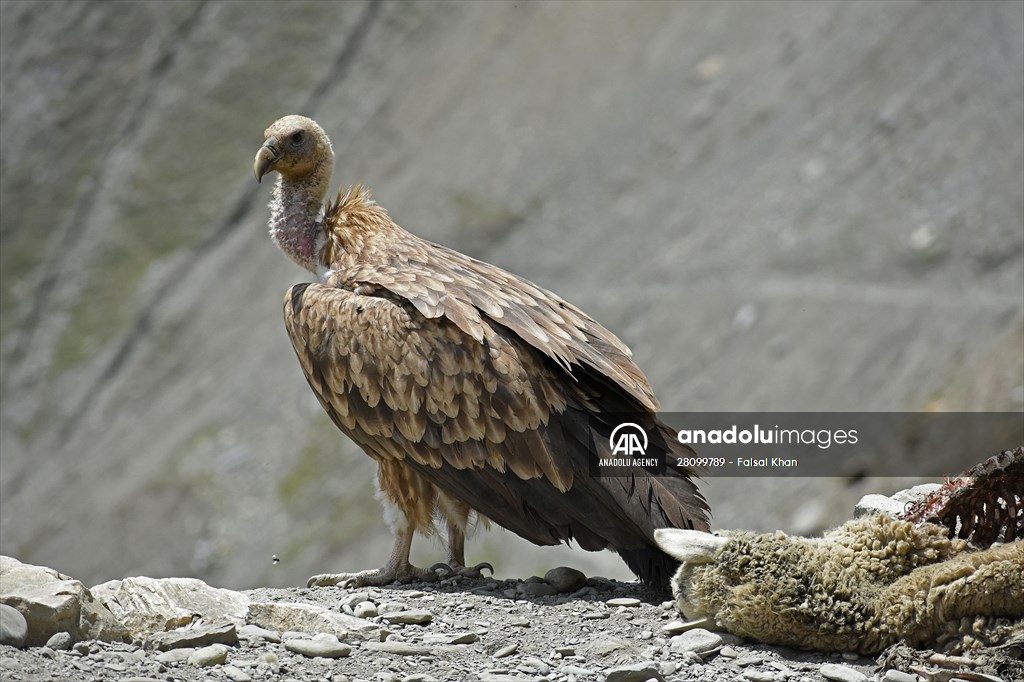 Zojila Pass : one of the world's most dangerous roads