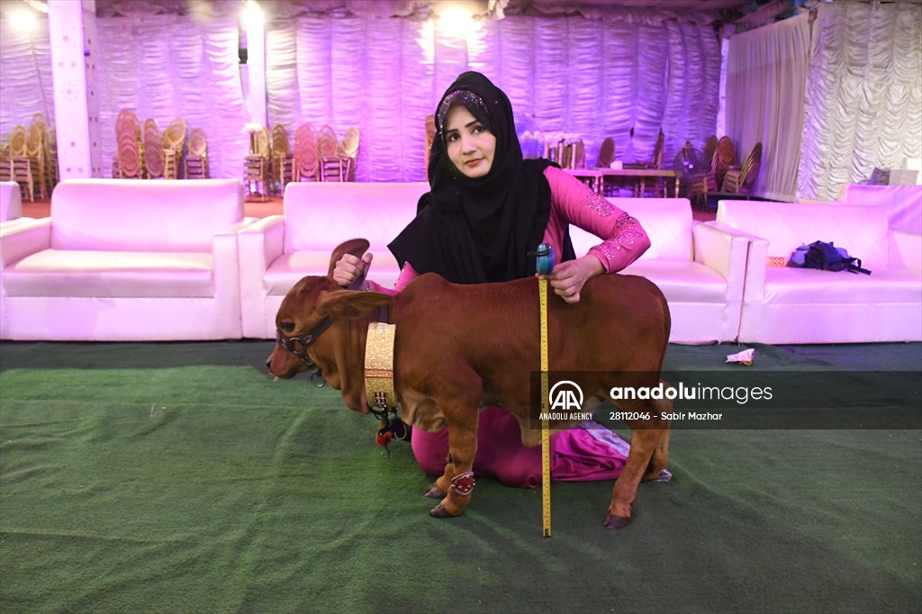 Meet the world’s smallest cow in Pakistan