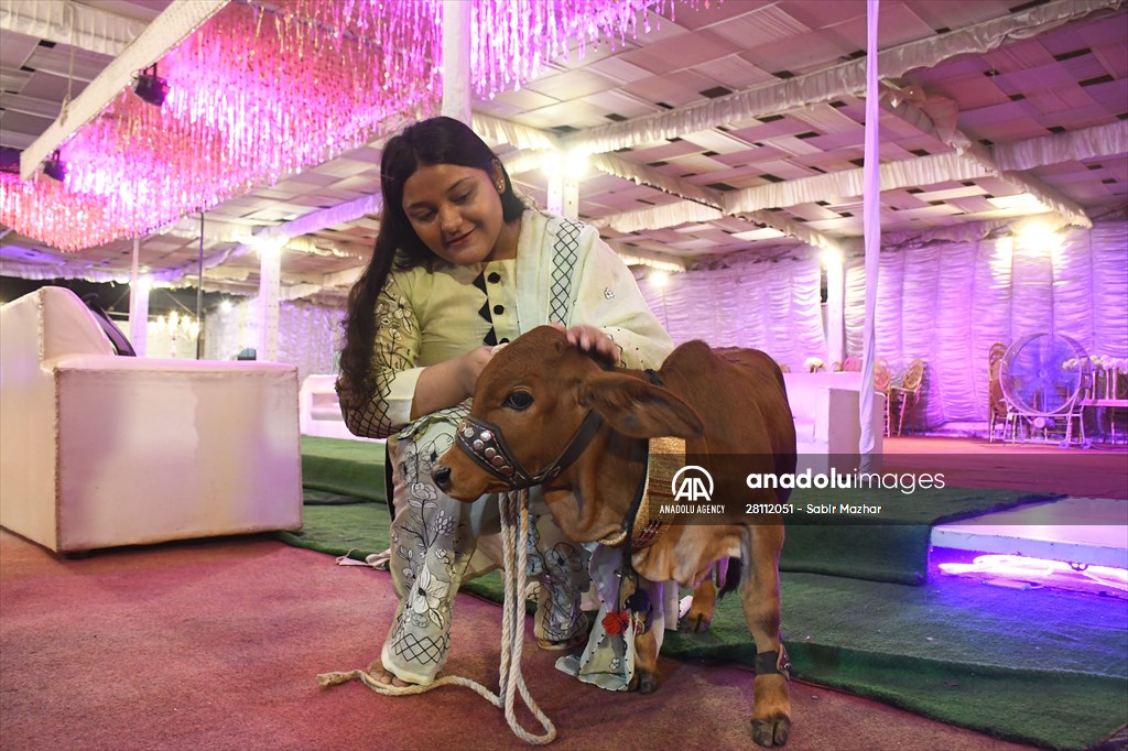 Meet the world’s smallest cow in Pakistan