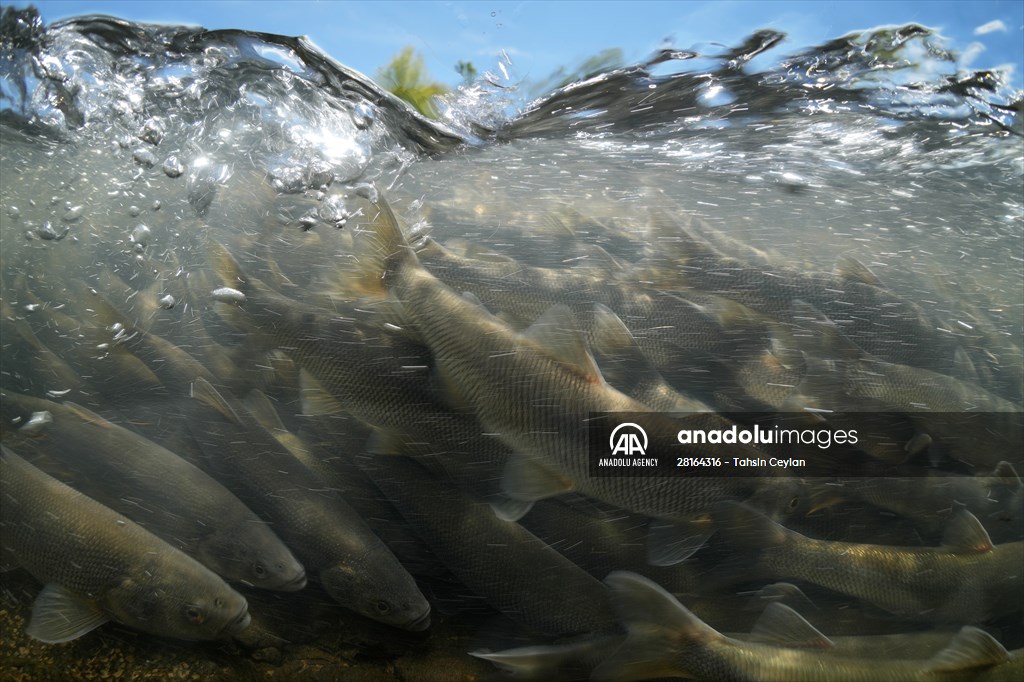 Journey of pearl mullet fish in Turkiye's Lake Van