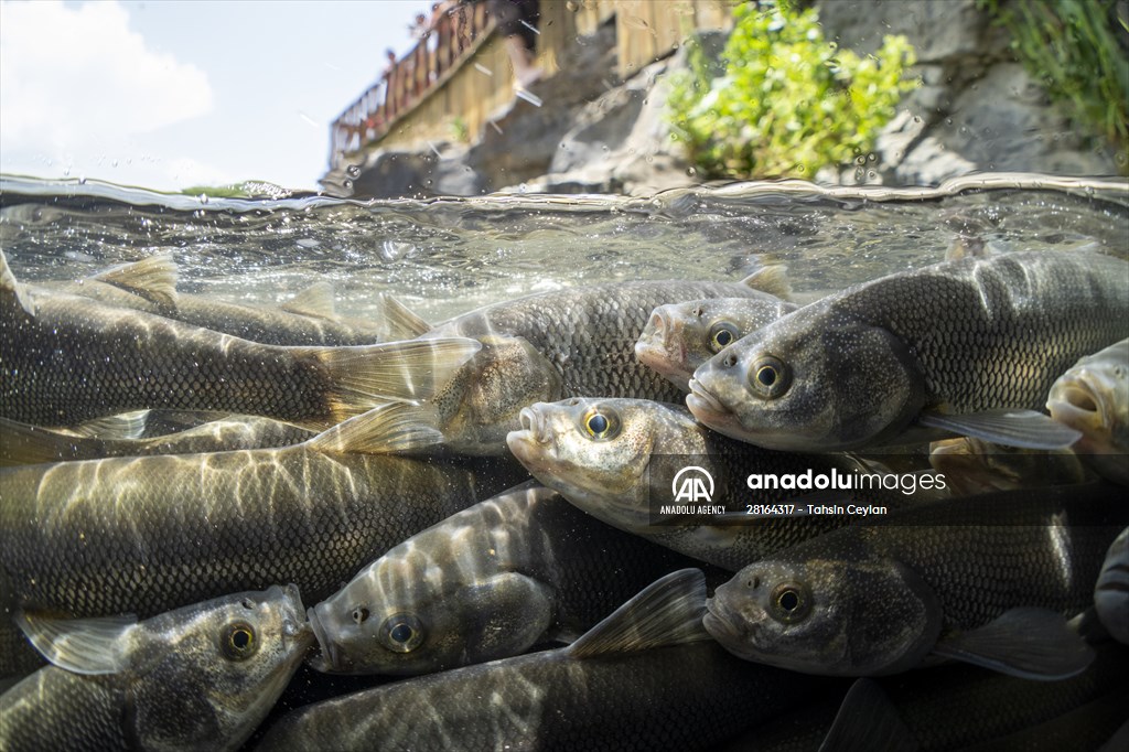 Journey of pearl mullet fish in Turkiye's Lake Van