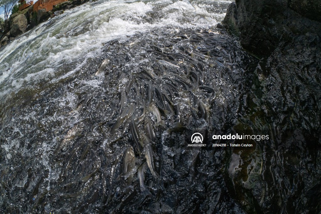 Journey of pearl mullet fish in Turkiye's Lake Van