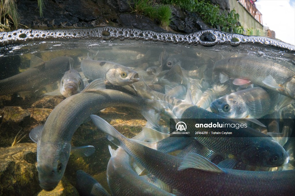 Journey of pearl mullet fish in Turkiye's Lake Van