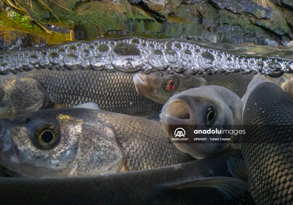 Journey of pearl mullet fish in Turkiye's Lake Van