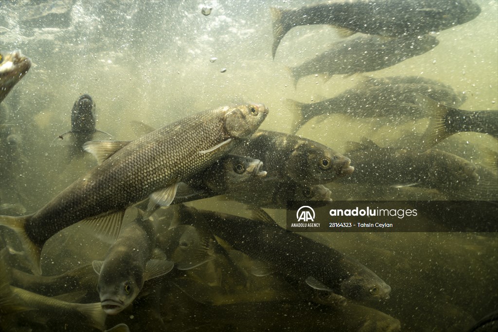 Journey of pearl mullet fish in Turkiye's Lake Van