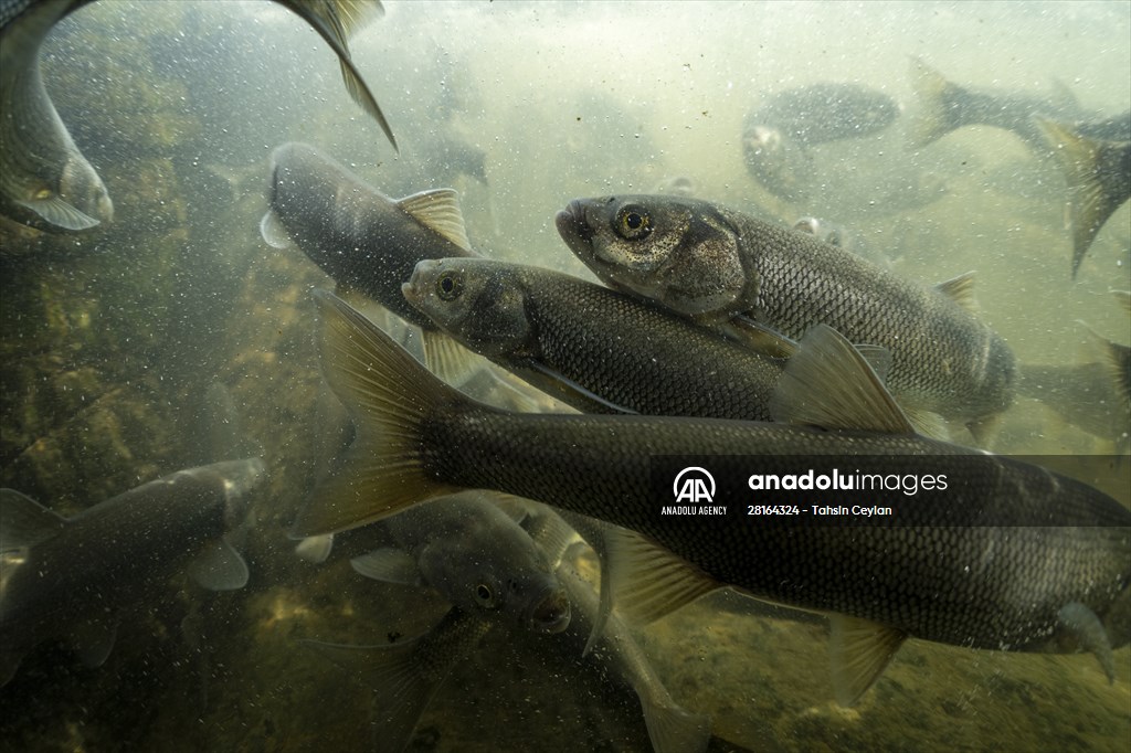 Journey of pearl mullet fish in Turkiye's Lake Van