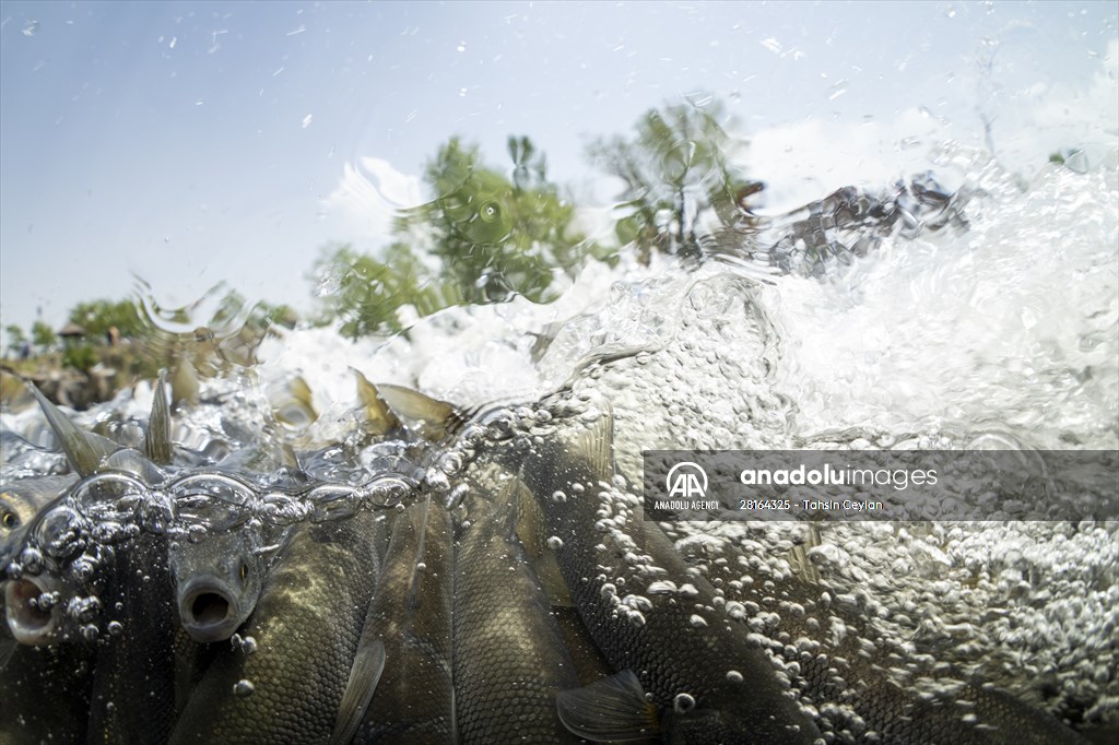 Journey of pearl mullet fish in Turkiye's Lake Van