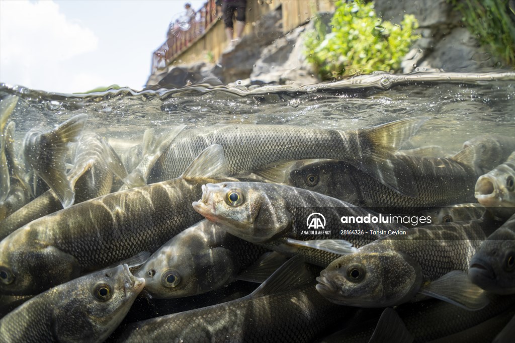 Journey of pearl mullet fish in Turkiye's Lake Van