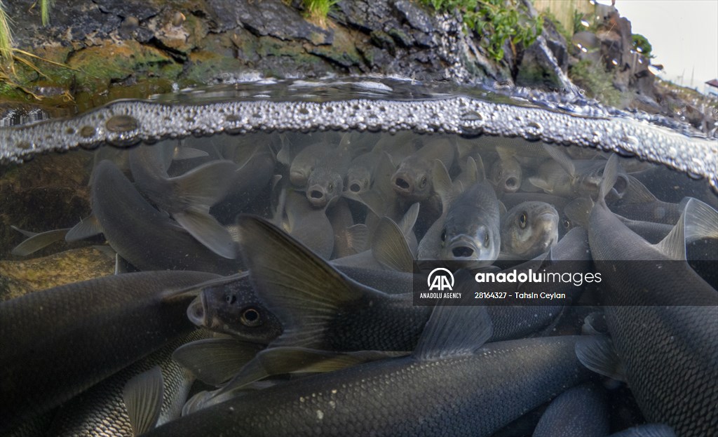 Journey of pearl mullet fish in Turkiye's Lake Van