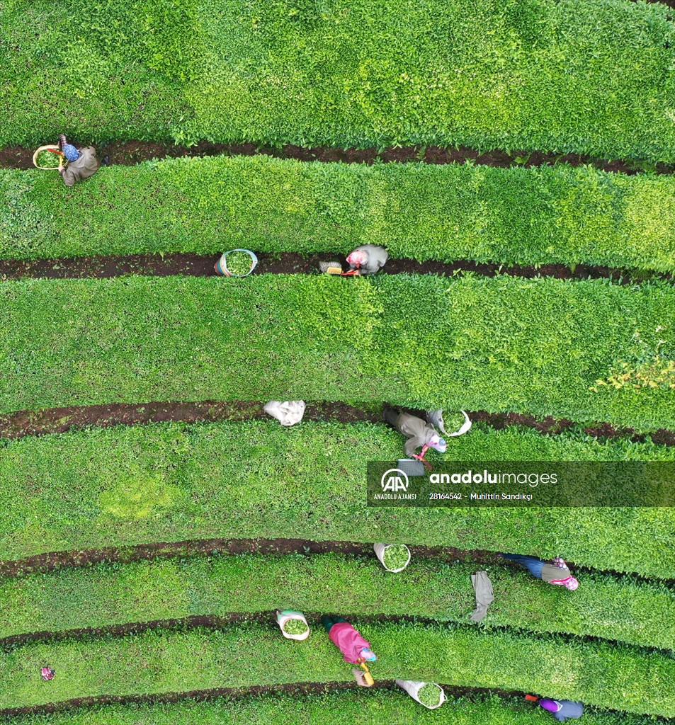 Rize'de örnek çay bahçeleri turizme katkı sağlıyor