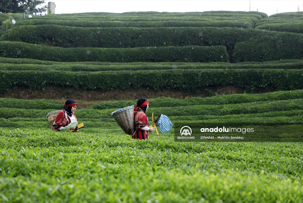 Rize'de örnek çay bahçeleri turizme katkı sağlıyor