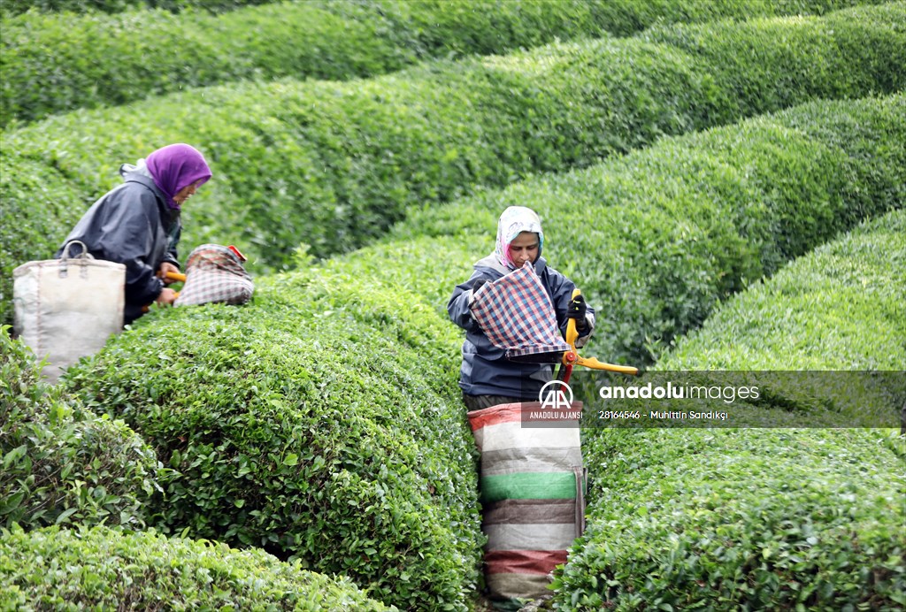 Rize'de örnek çay bahçeleri turizme katkı sağlıyor