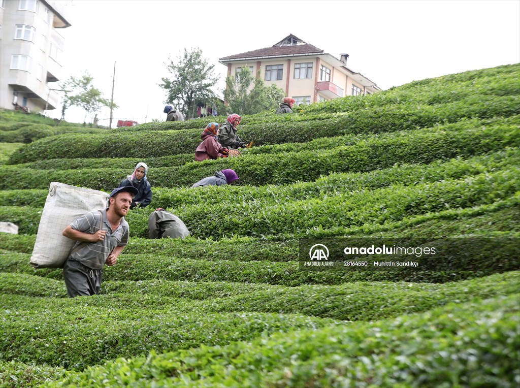 Rize'de örnek çay bahçeleri turizme katkı sağlıyor