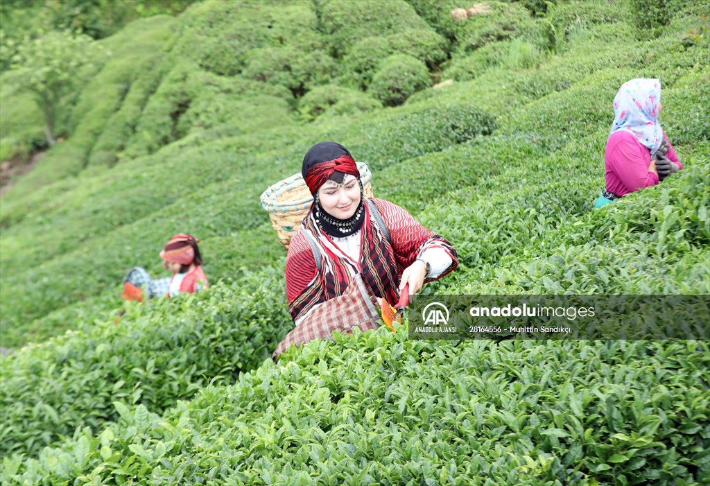 Rize'de örnek çay bahçeleri turizme katkı sağlıyor