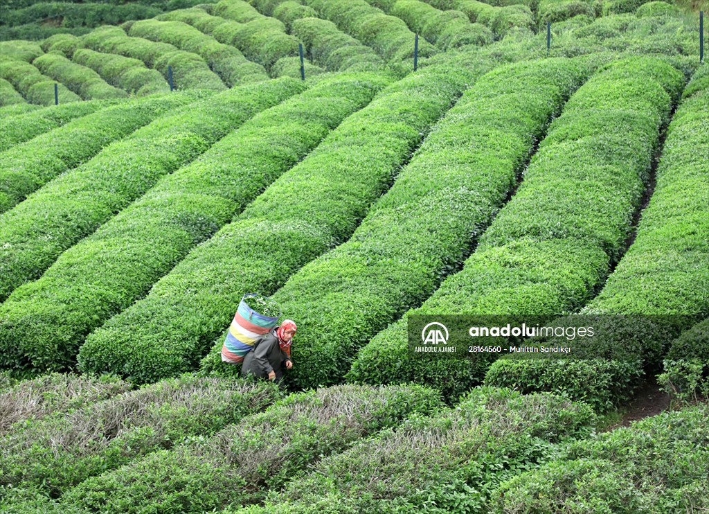 Rize'de örnek çay bahçeleri turizme katkı sağlıyor