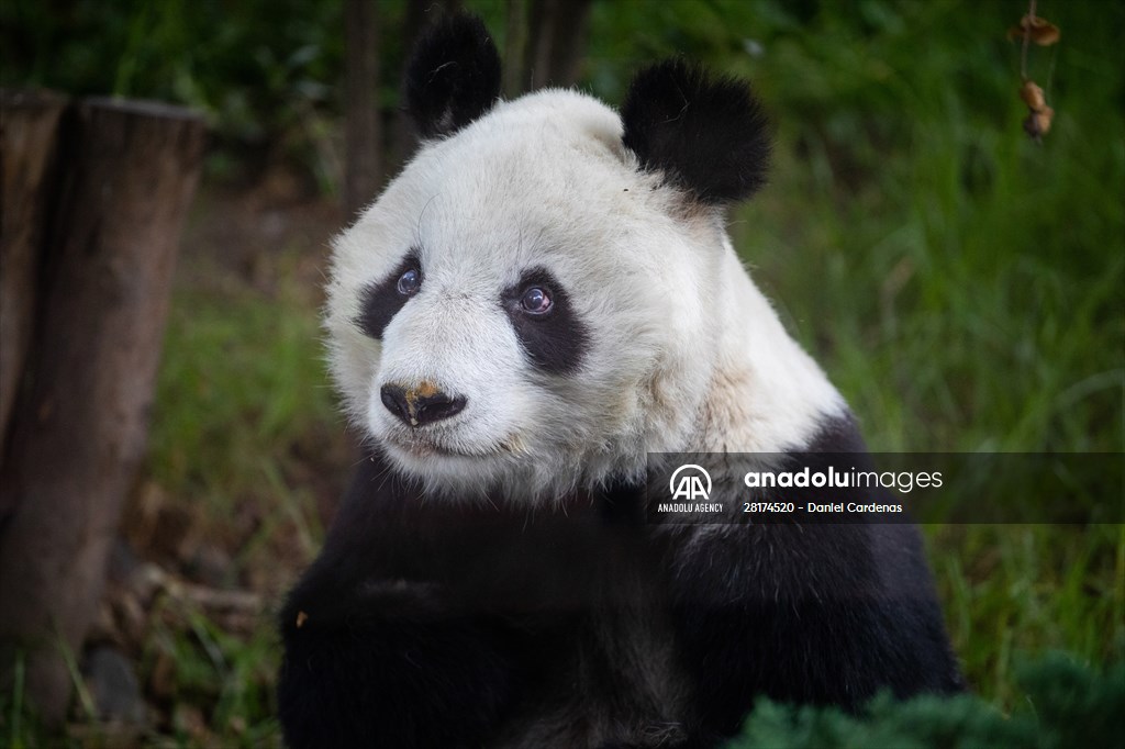 Giant pandas Shuan Shuan and Xin Xin celebrate their birthday in Mexico City