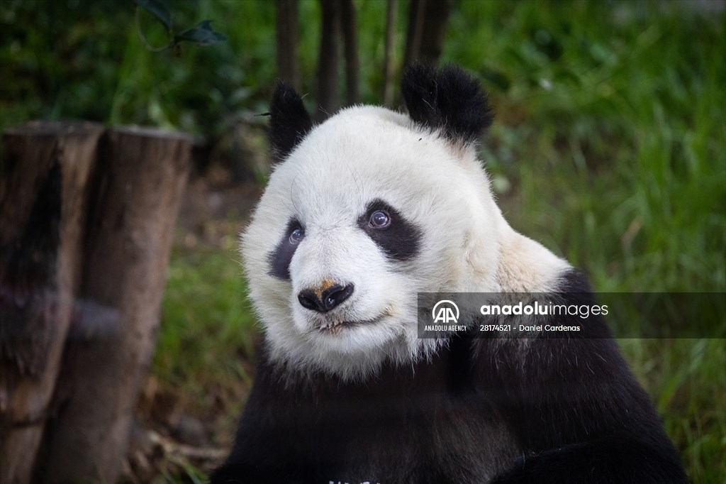 Giant pandas Shuan Shuan and Xin Xin celebrate their birthday in Mexico City