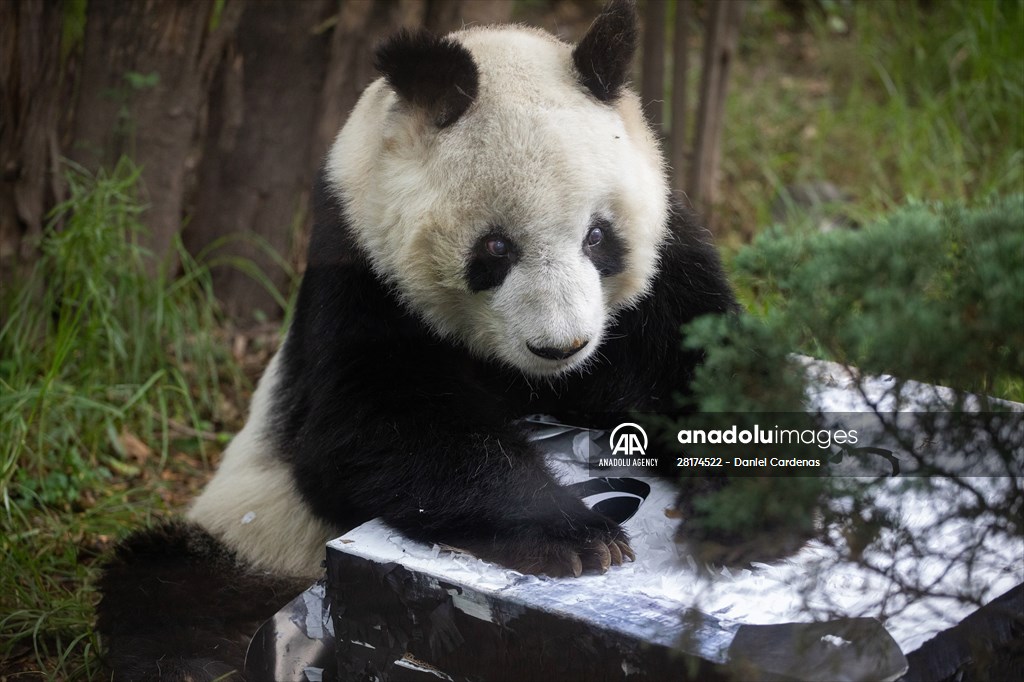 Giant pandas Shuan Shuan and Xin Xin celebrate their birthday in Mexico City