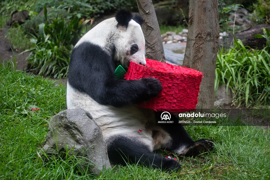 Giant pandas Shuan Shuan and Xin Xin celebrate their birthday in Mexico City