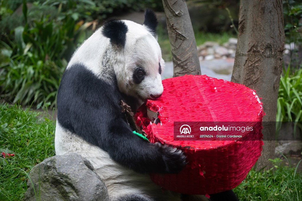 Giant pandas Shuan Shuan and Xin Xin celebrate their birthday in Mexico City